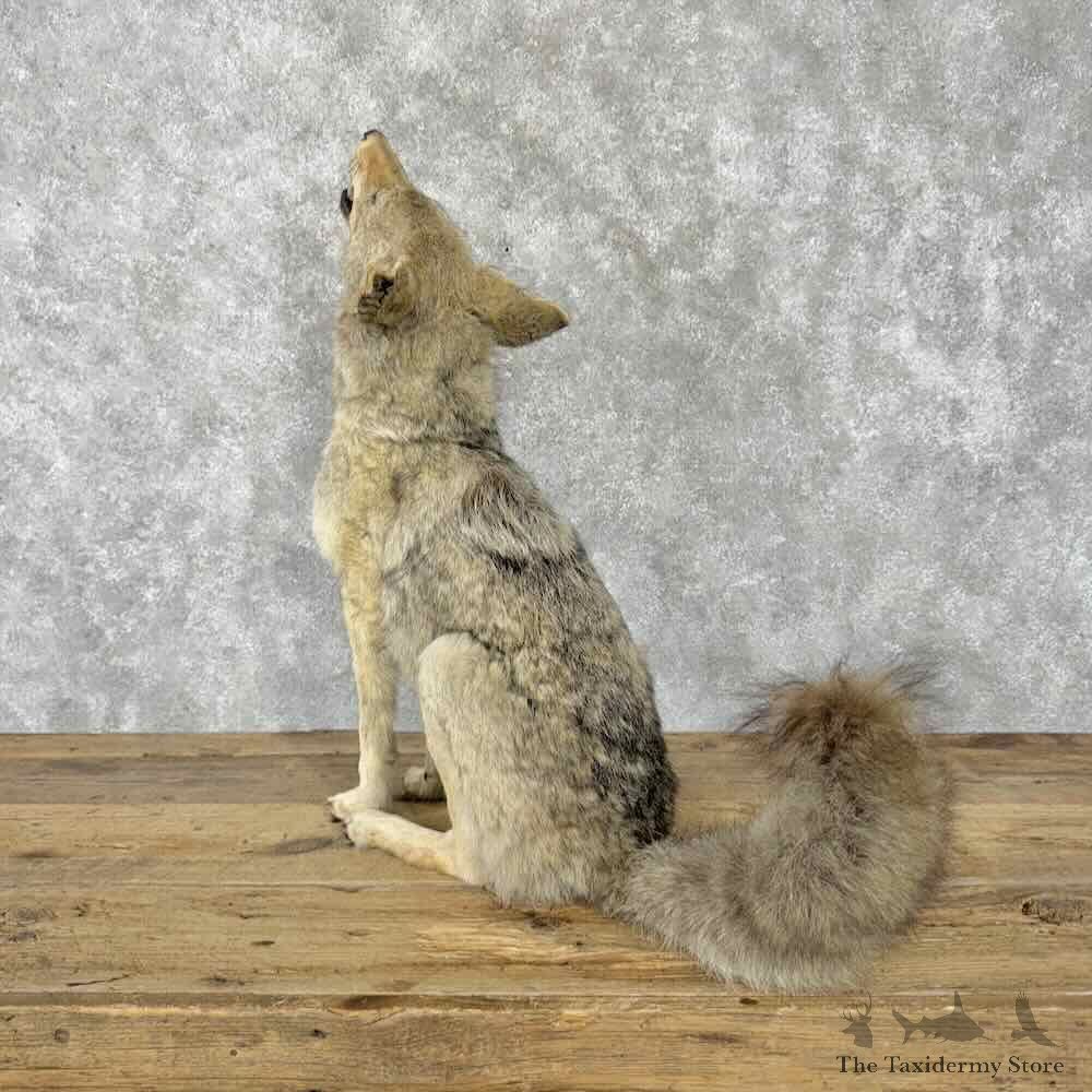Coyote Life-Size Mount For Sale #30802 @ The Taxidermy Store