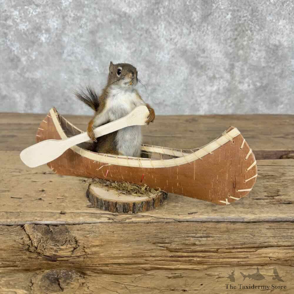 Canoeing Red Pine Squirrel Novelty Mount For Sale #31608 @ The Taxidermy Store