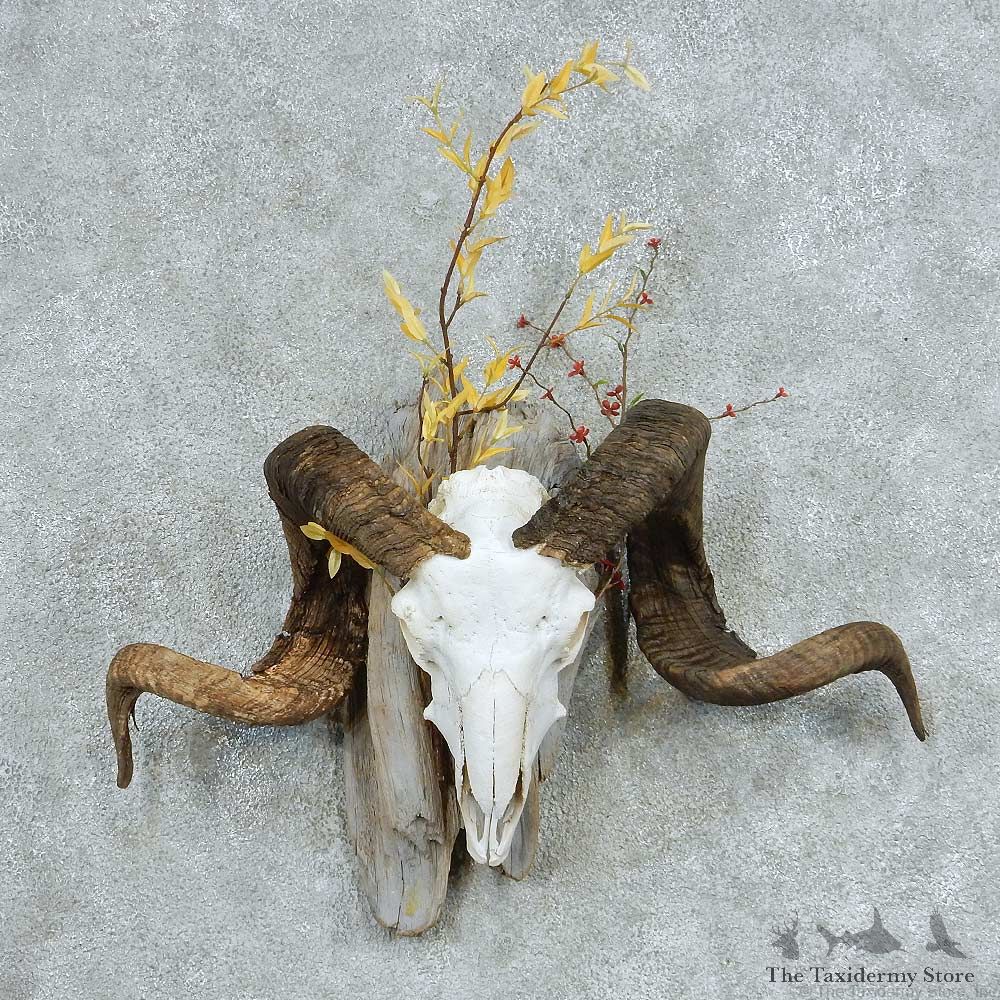 Corsican Ram Skull & Horns European Mount #13731 For Sale @ The Taxidermy Store