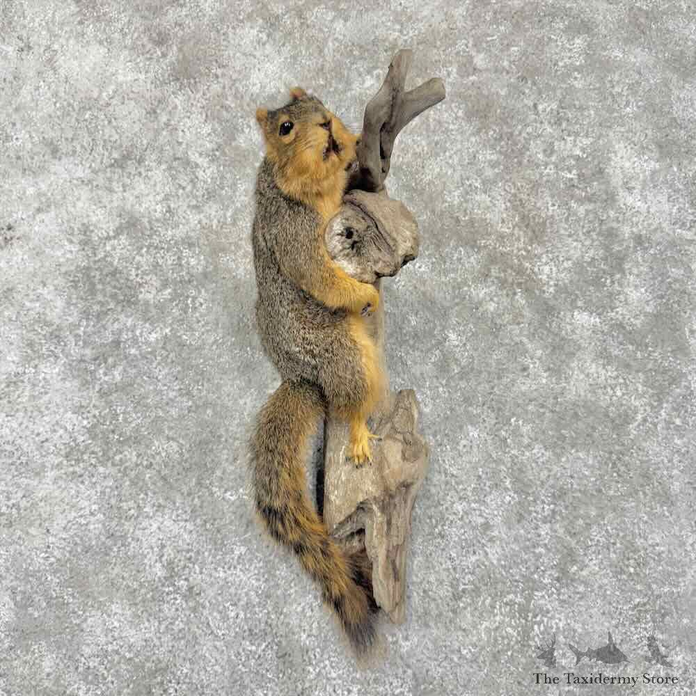 Fox Squirrel Life-Size Mount For Sale #31724 @ The Taxidermy Store