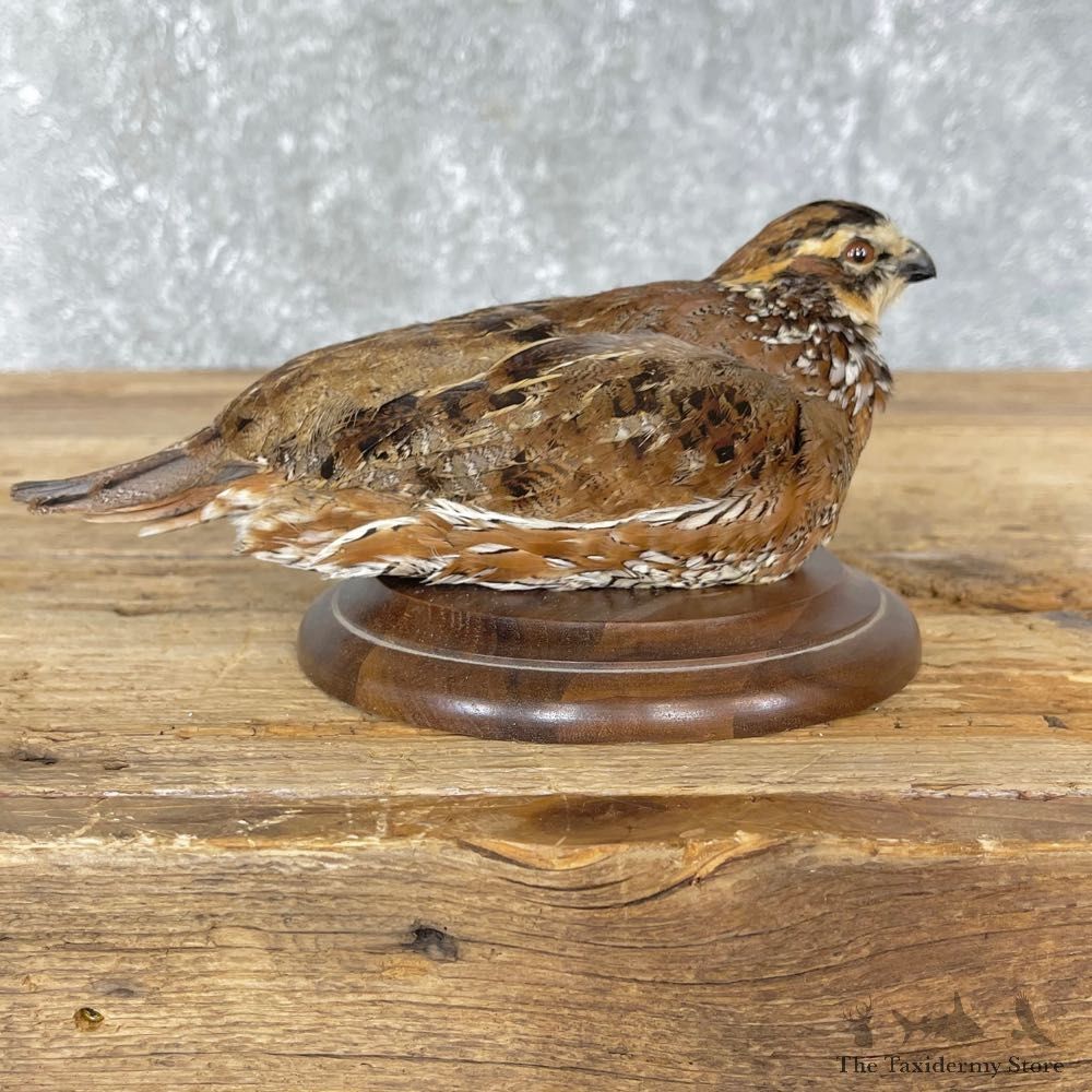 Bobwhite Quail Bird Mount For Sale #24839 @ The Taxidermy Store