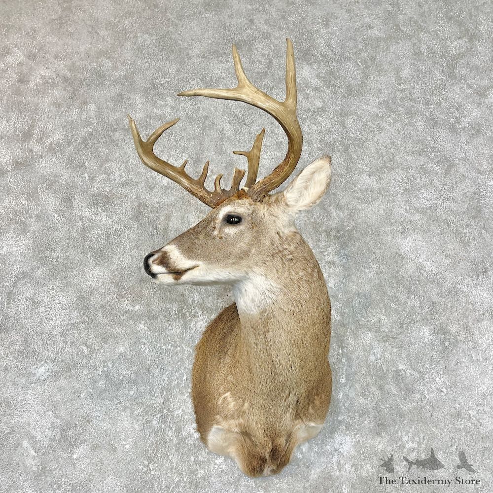 Whitetail Deer Shoulder Mount For Sale #26761 @ The Taxidermy Store