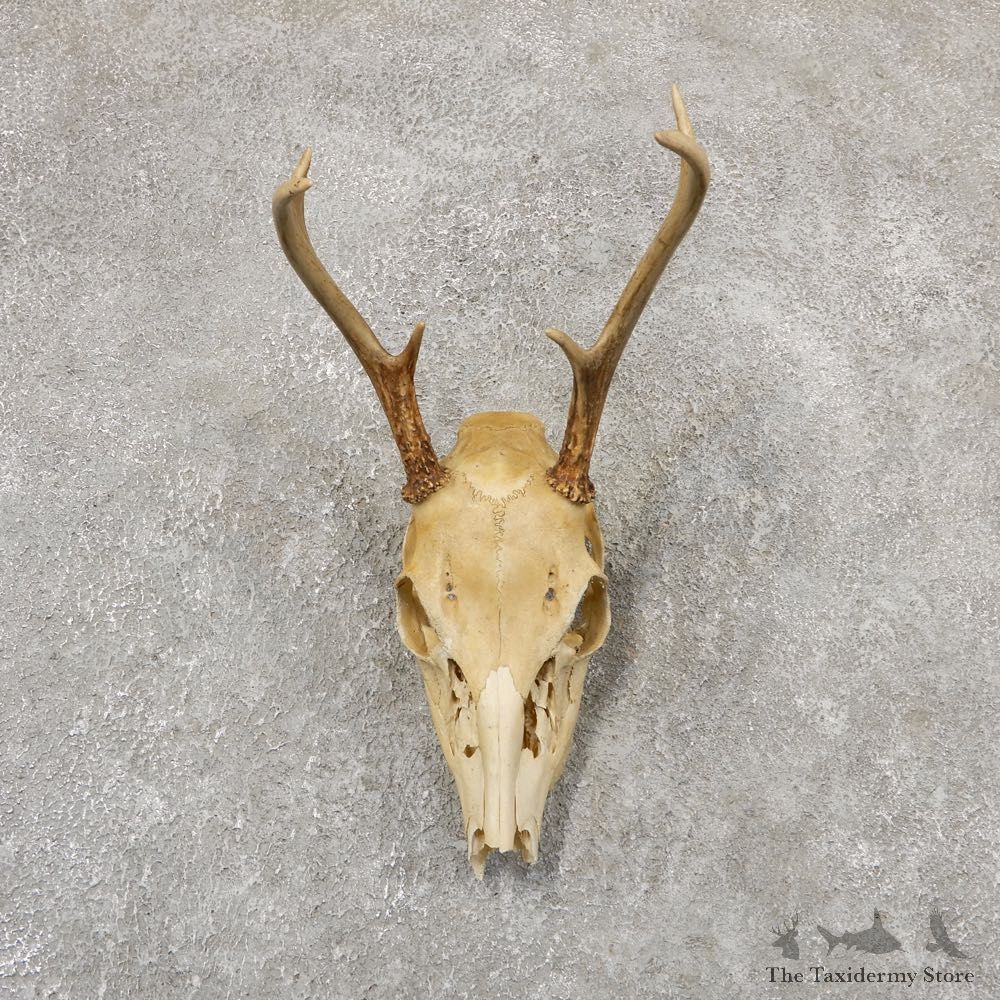 Whitetail Deer Skull European Mount For Sale #18958 @ The Taxidermy Store