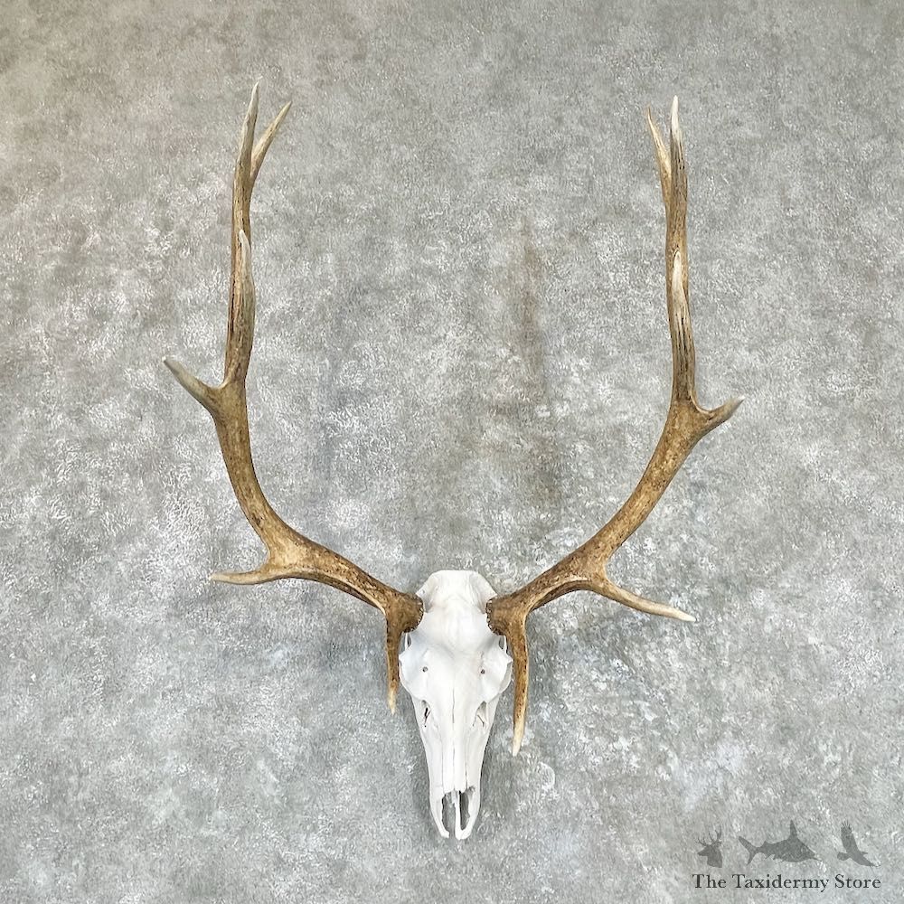Rocky Mountain Elk Skull Taxidermy Mount For Sale #25723 @ The Taxidermy Store