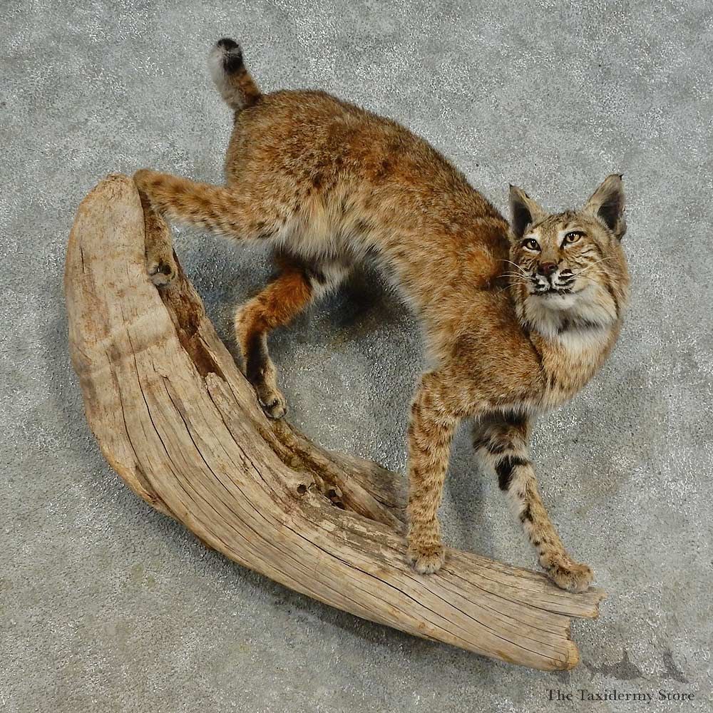 Bobcat Life-Size Mount For Sale #16525 @ The Taxidermy Store
