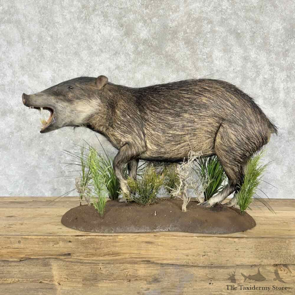 White Lipped Peccary Life Size Mount For Sale #31078 @ The Taxidermy Store