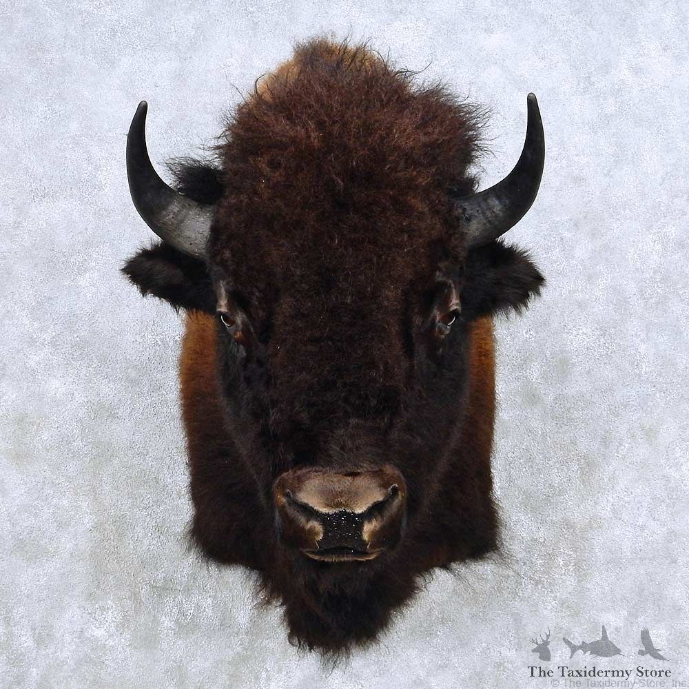 American Buffalo Bison Shoulder Mount For Sale #14137 @ The Taxidermy Store