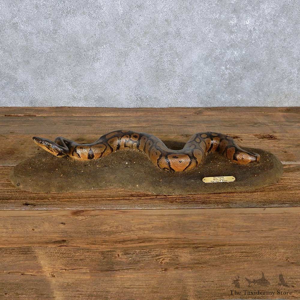 Python Snake Reproduction Mount For Sale #14208 @ The Taxidermy Store