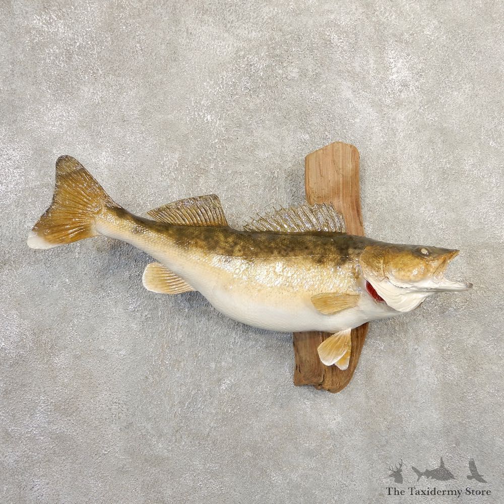 Walleye Taxidermy Fish Mount #20844 For Sale @ The Taxidermy Store