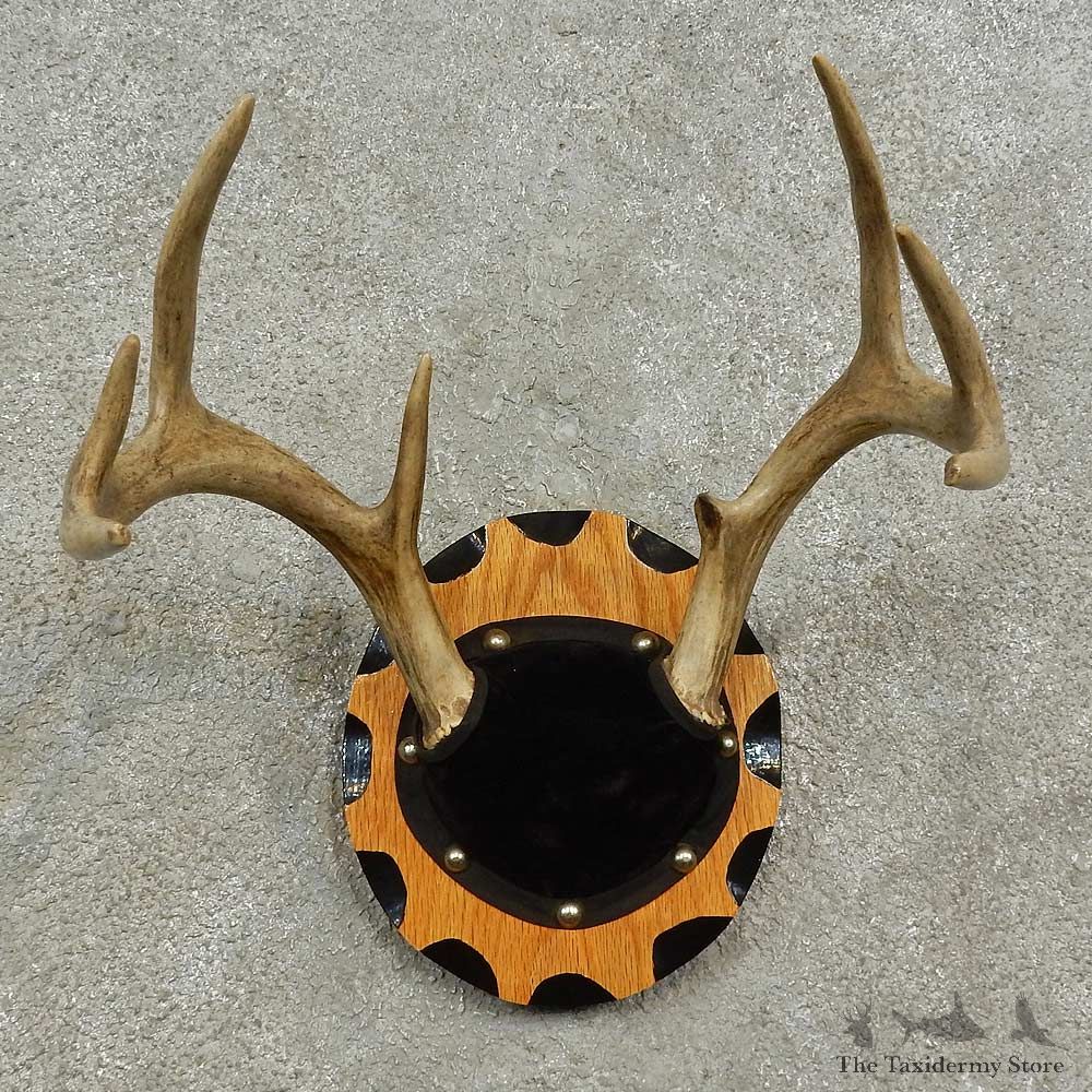 Whitetail Deer Antler Plaque For Sale #16927 @ The Taxidermy Store