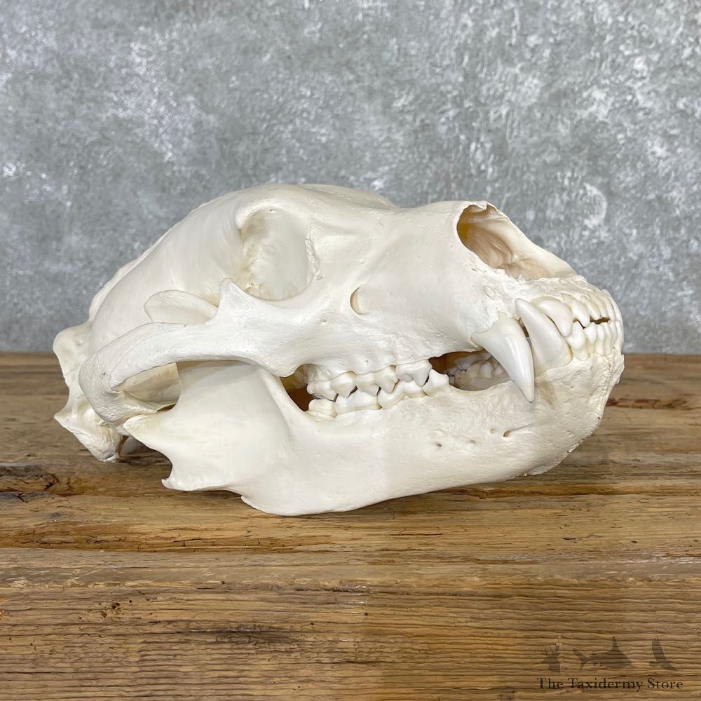 Alaskan Grizzly Bear Skull Mount For Sale #25057 @ The Taxidermy Store