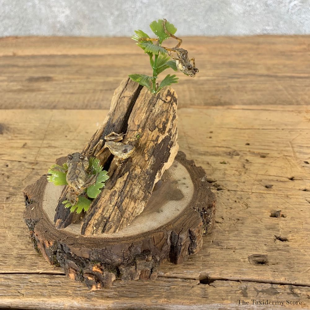 Spring Peeper Taxidermy Mount For Sale #21405 @ The Taxidermy Store