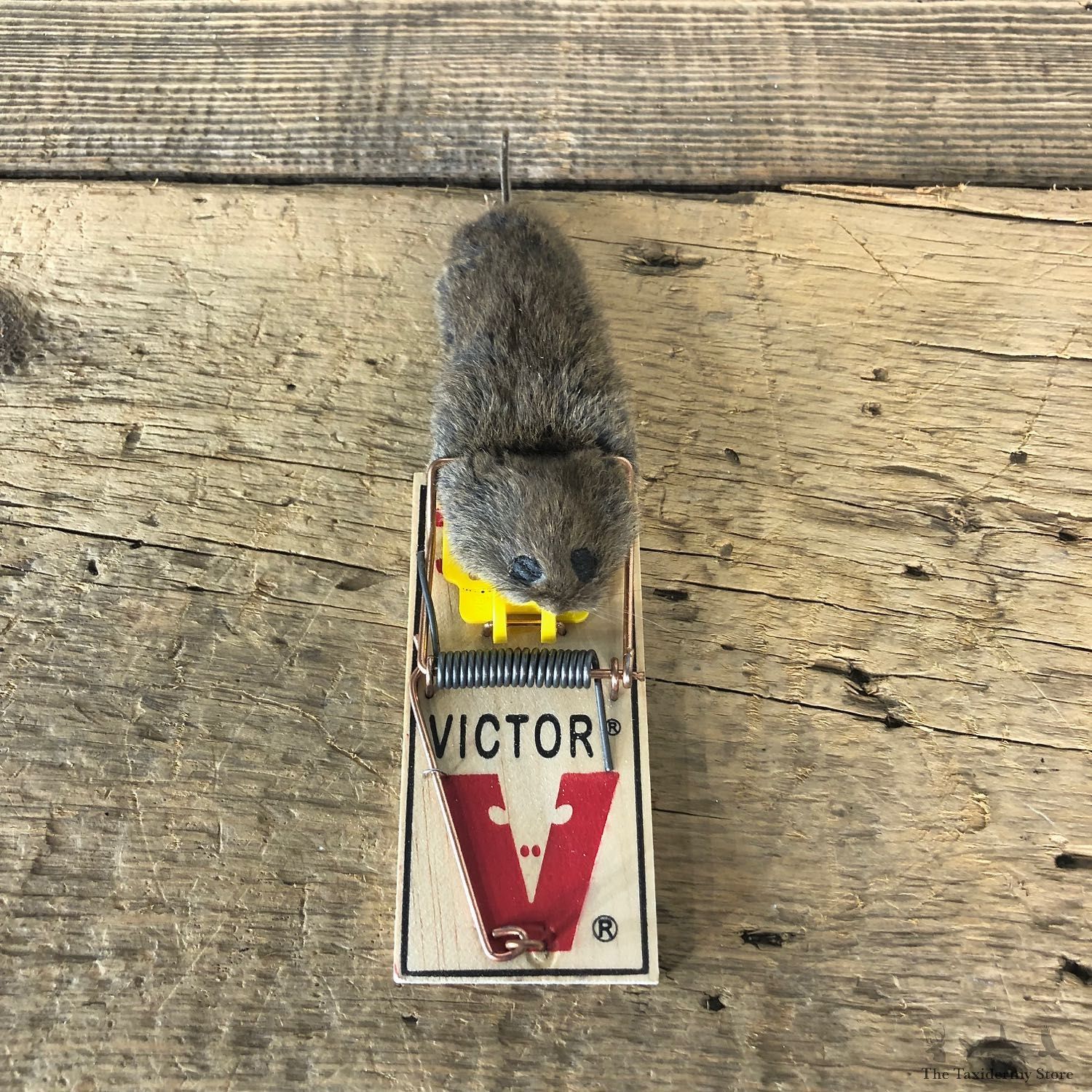 Mouse Trap Novelty Mount For Sale #19874 @ The Taxidermy Store