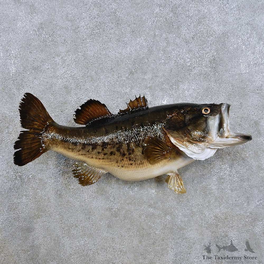 Largemouth Bass Fish Mount For Sale #14371 @ The Taxidermy Store