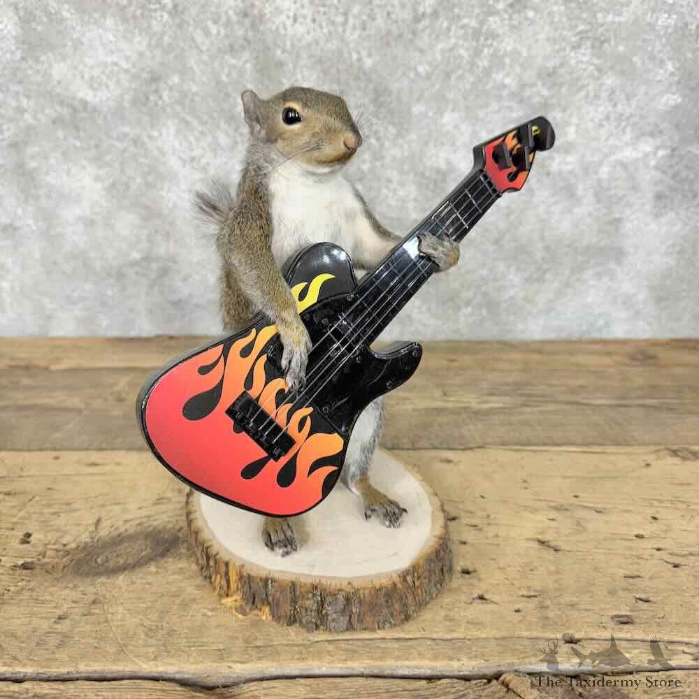 Grey Squirrel Novelty Mount For Sale #30601 @ The Taxidermy Store