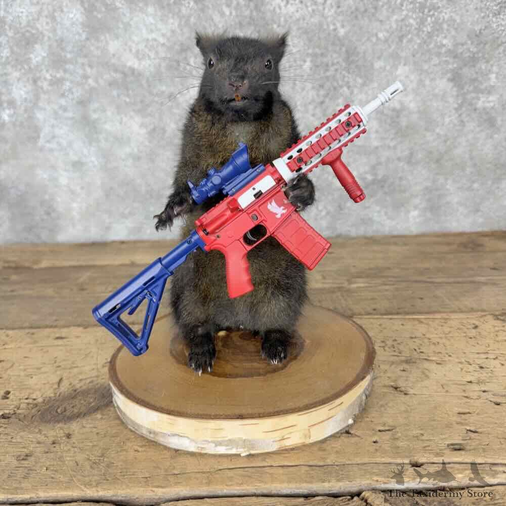 Novelty Black Squirrel Mount For Sale #31581 @ The Taxidermy Store