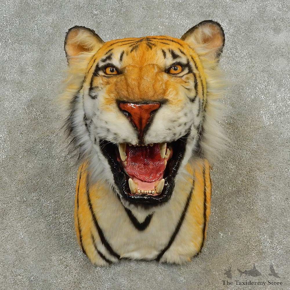 Reproduction Bengal Tiger Shoulder Mount For Sale #16601 @ The Taxidermy Store