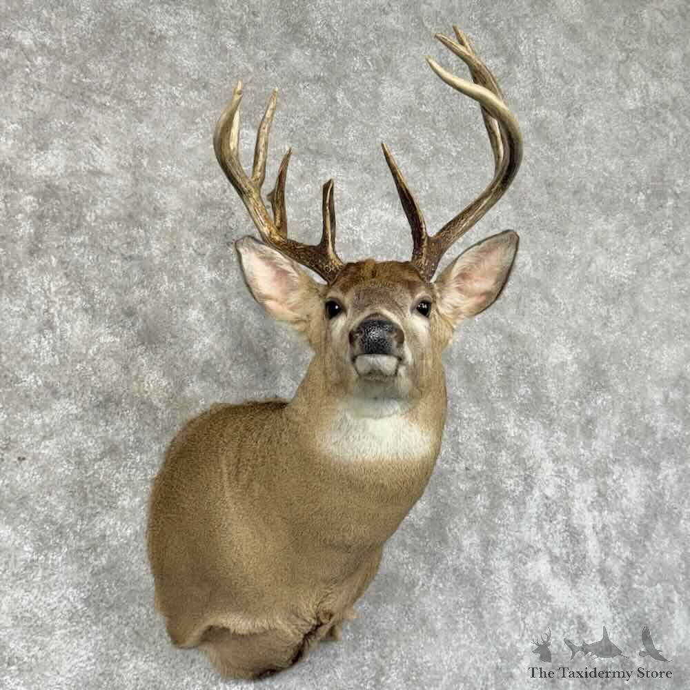 Whitetail Deer Shoulder Mount For Sale #31214 @ The Taxidermy Store