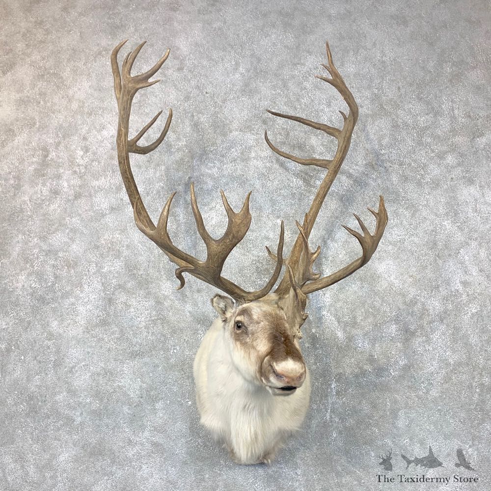 Peary's Caribou Shoulder Mount For Sale #23692 @ The Taxidermy Store