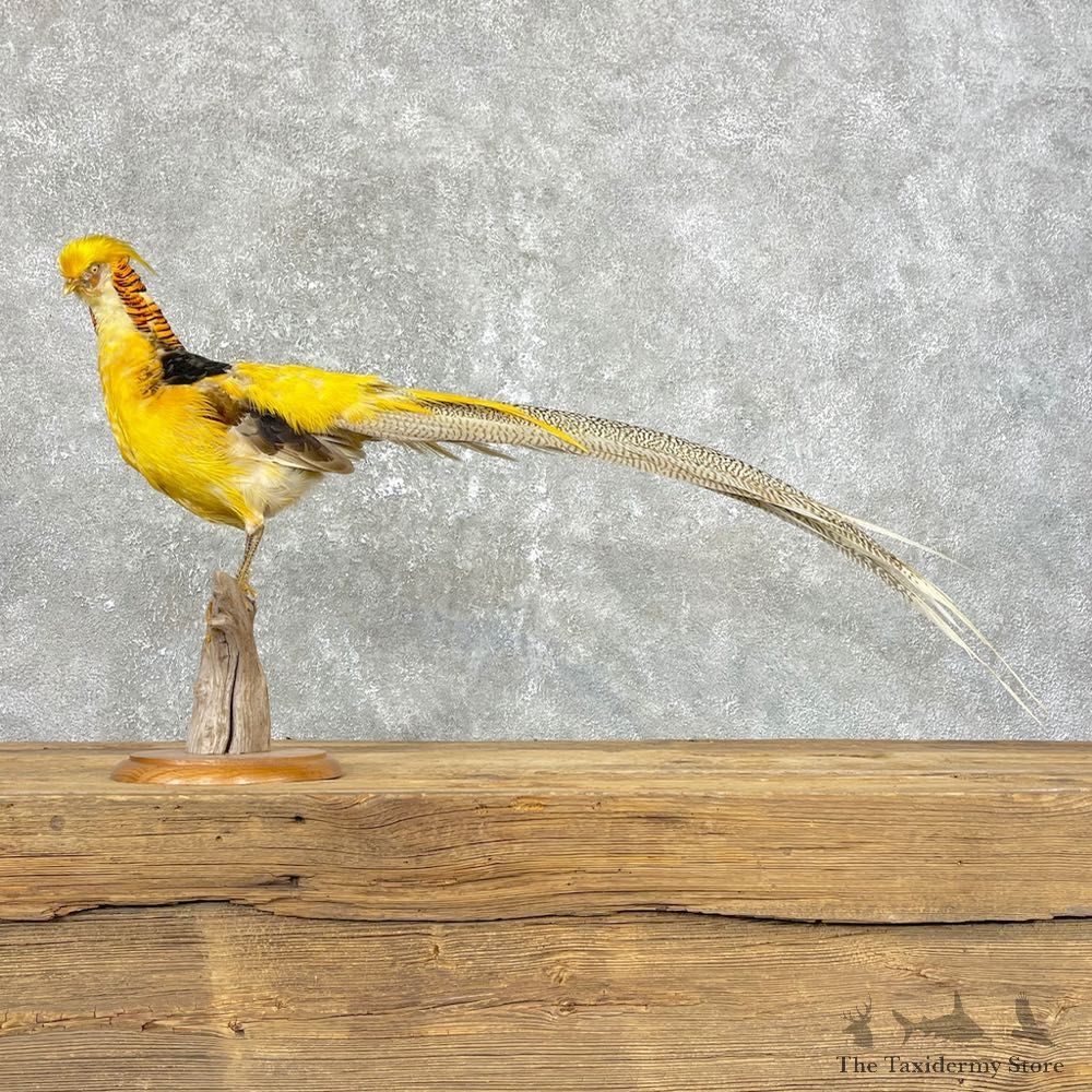 Golden Pheasant Mount For Sale #24828 @ The Taxidermy Store