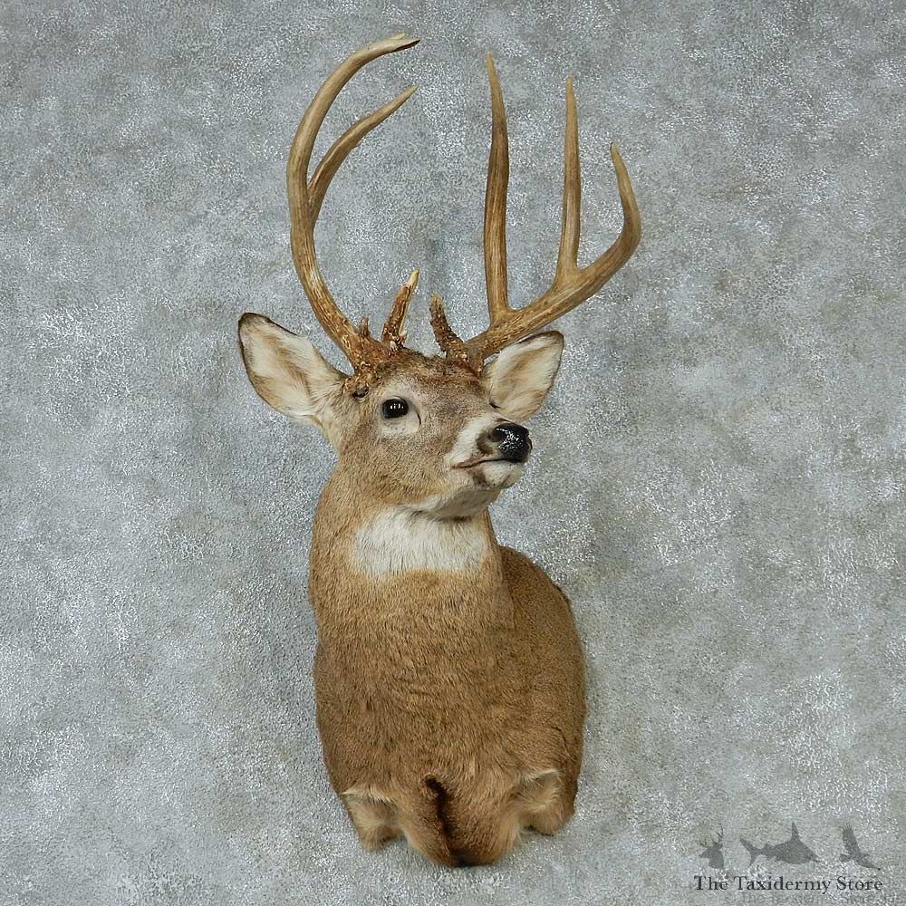 Whitetail Deer Taxidermy Shoulder Mount #13151 For Sale @ The Taxidermy Store