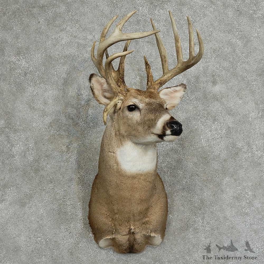 Whitetail Deer Shoulder Taxidermy Mount For Sale