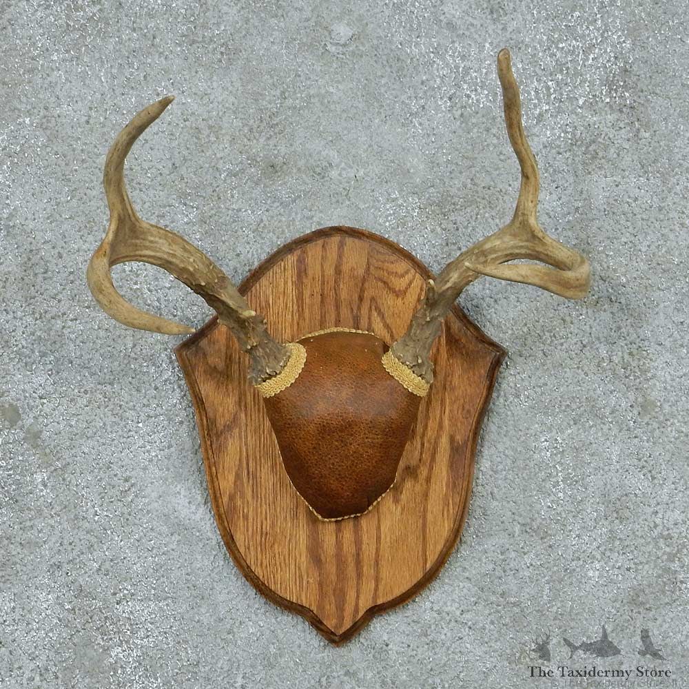 Whitetail Deer Antler Plaque Mount #13785 For Sale @ The Taxidermy Store