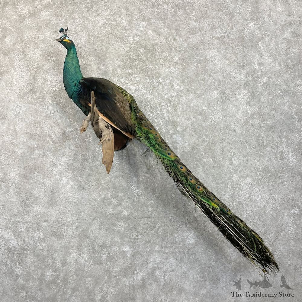 Green & Blue Cross Peacock Bird Mount For Sale #27472 @ The Taxidermy Store