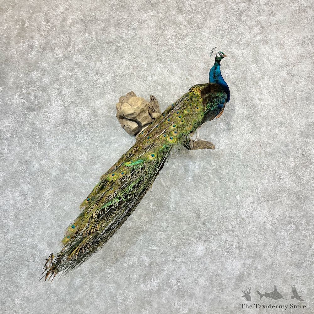Blue Indian Peacock Bird Mount For Sale #27096 @ The Taxidermy Store