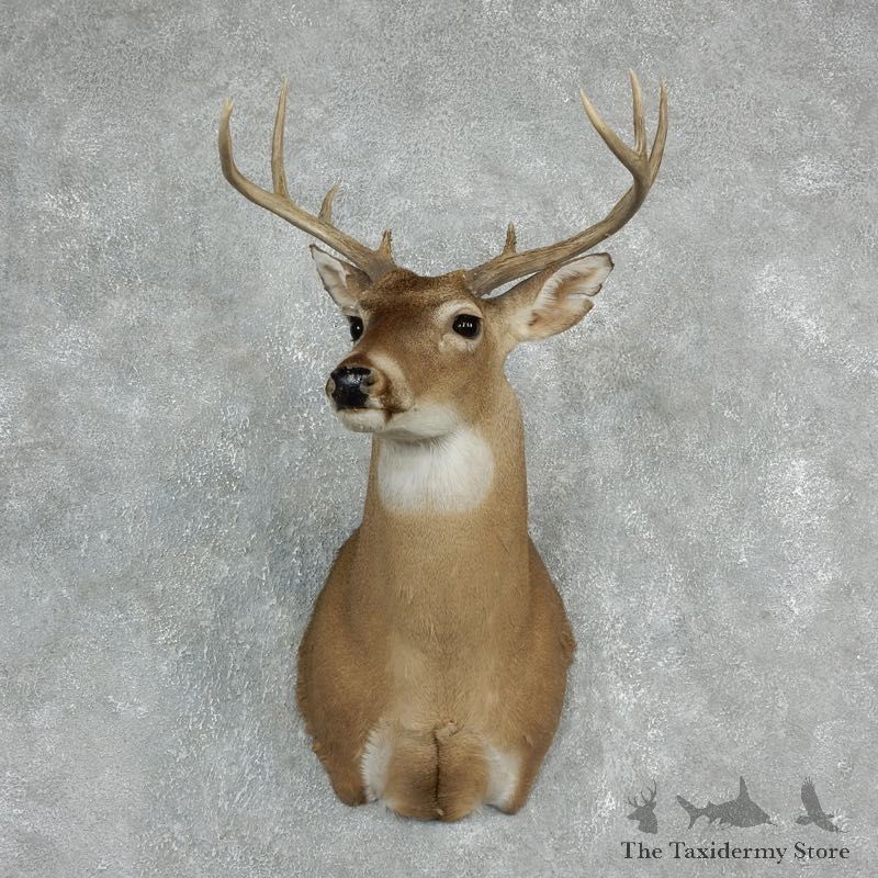 Whitetail Deer Shoulder Mount For Sale #17936 @ The Taxidermy Store