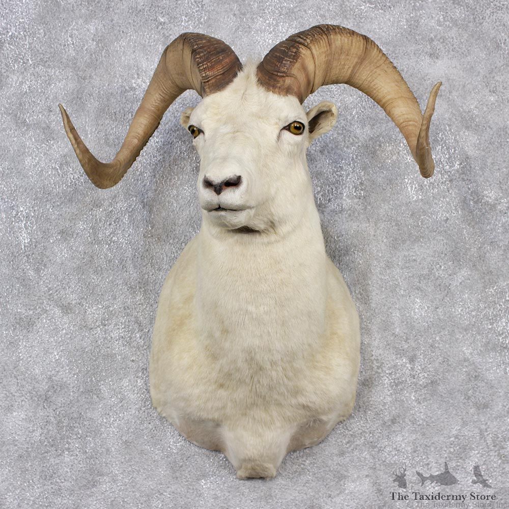Dall Sheep Ram Shoulder Taxidermy Head Mount #12514 For Sale @ The Taxidermy Store