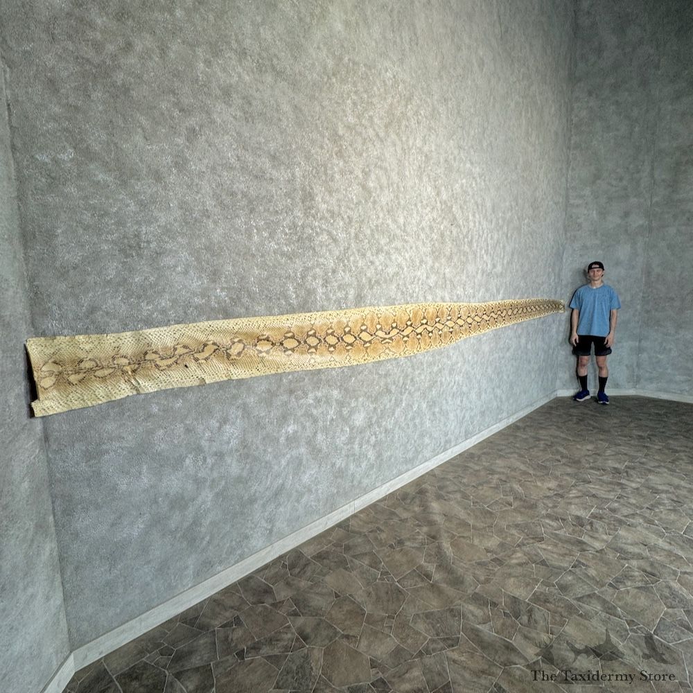 Reticulated Python Snake Skin For Sale #29777 @ The Taxidermy Store