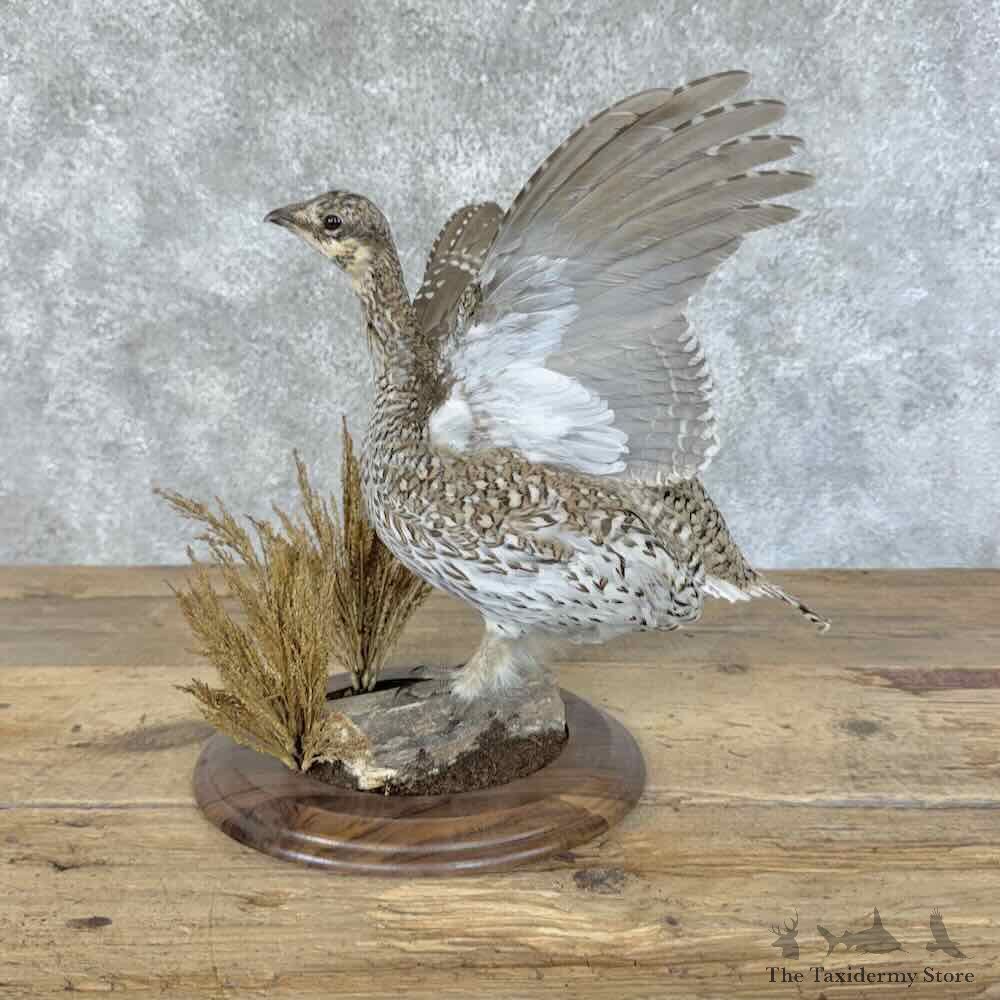 Sharp-tailed Grouse Bird Mount For Sale #31433 @ The Taxidermy Store