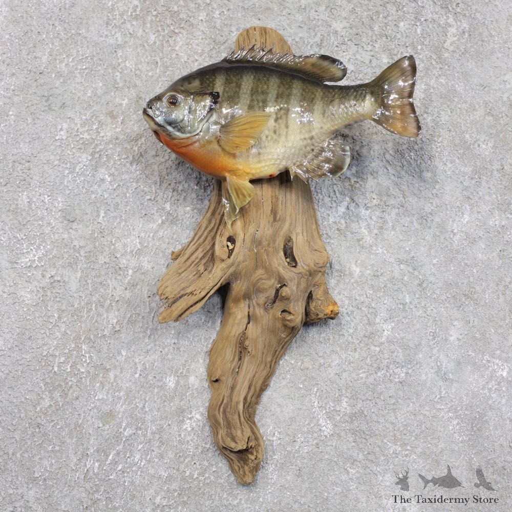 Bluegill Taxidermy Fish Mount #22280 For Sale @ The Taxidermy Store