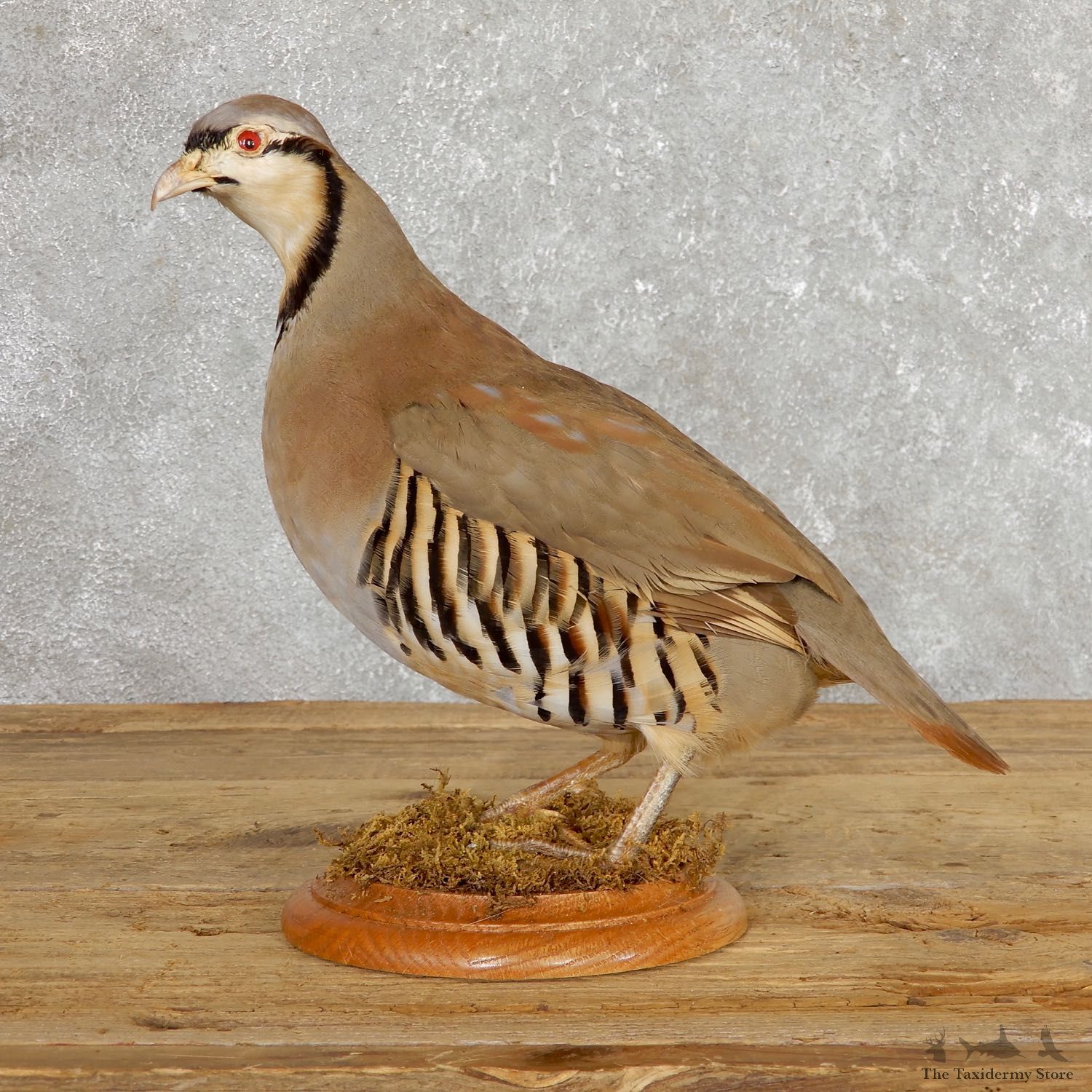 Chukar Taxidermy Mount For Sale #19768 @ The Taxidermy Store