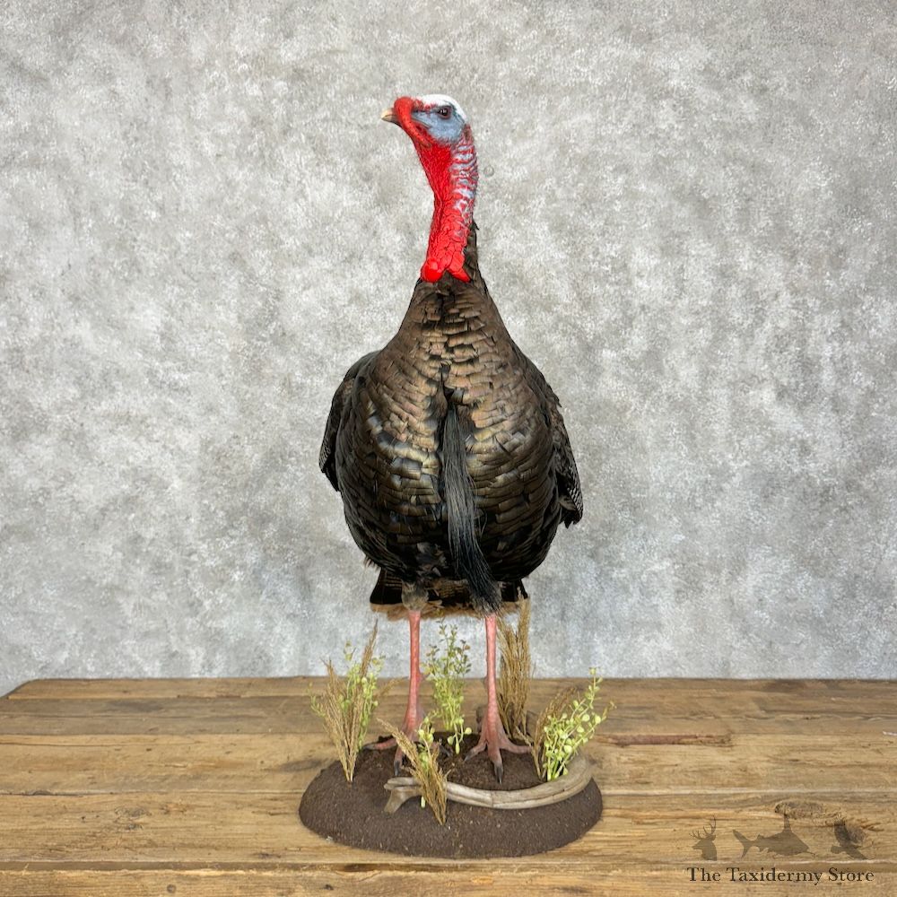 Eastern Turkey Bird Mount For Sale #29830 @ The Taxidermy Store
