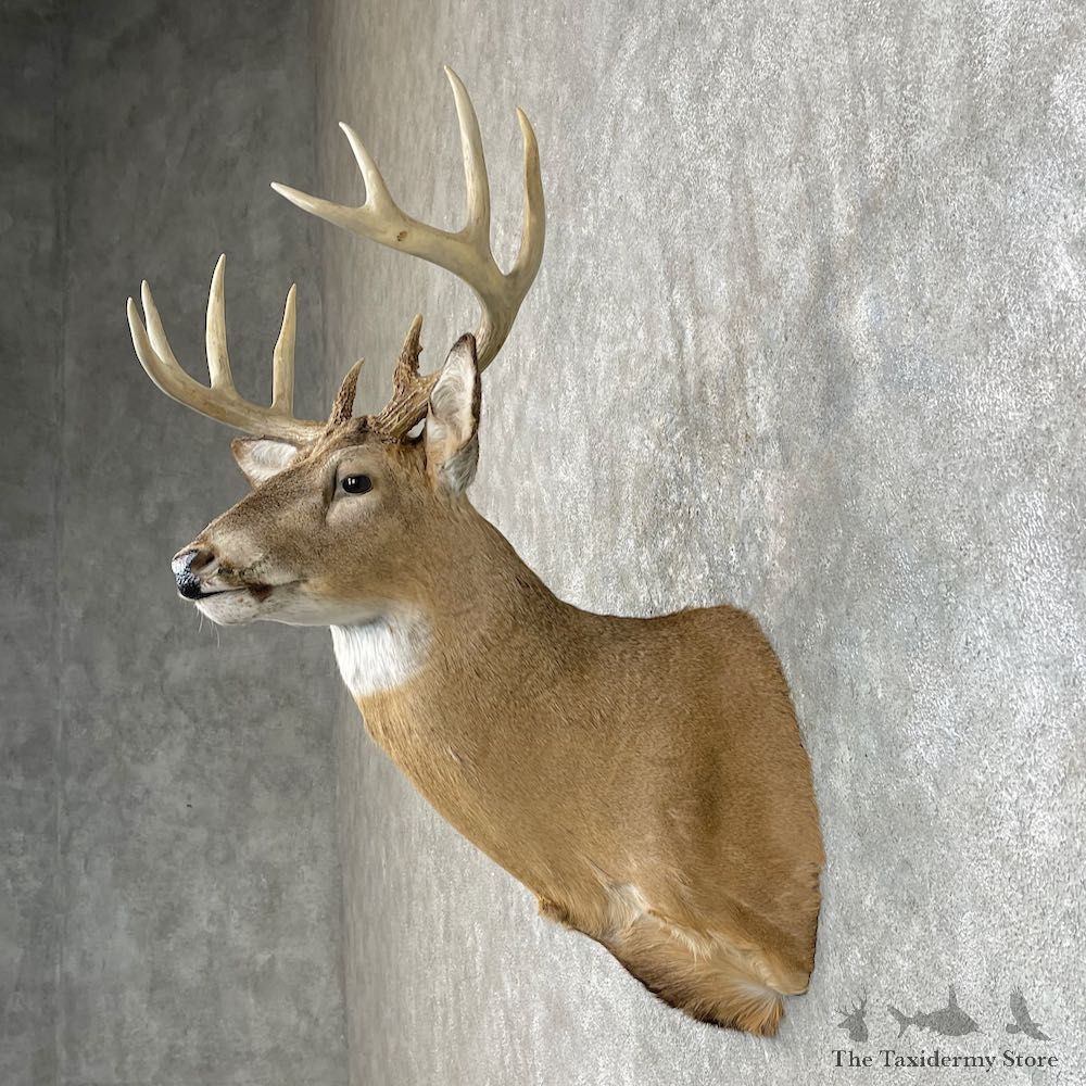 Whitetail Deer Shoulder Mount #25424 For Sale - The Taxidermy Store