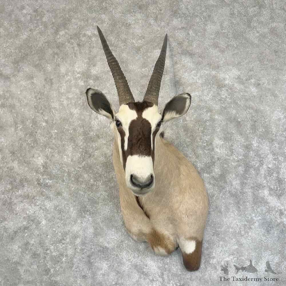 Gemsbok Oryx Shoulder Mount For Sale #31321 @ The Taxidermy Store