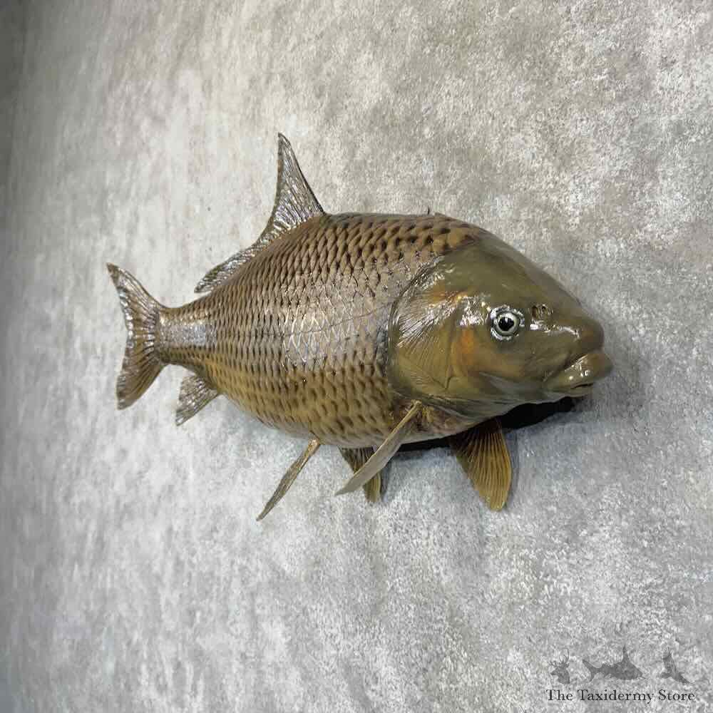 Common Carp Fish Mount For Sale #30768 @ The Taxidermy Store