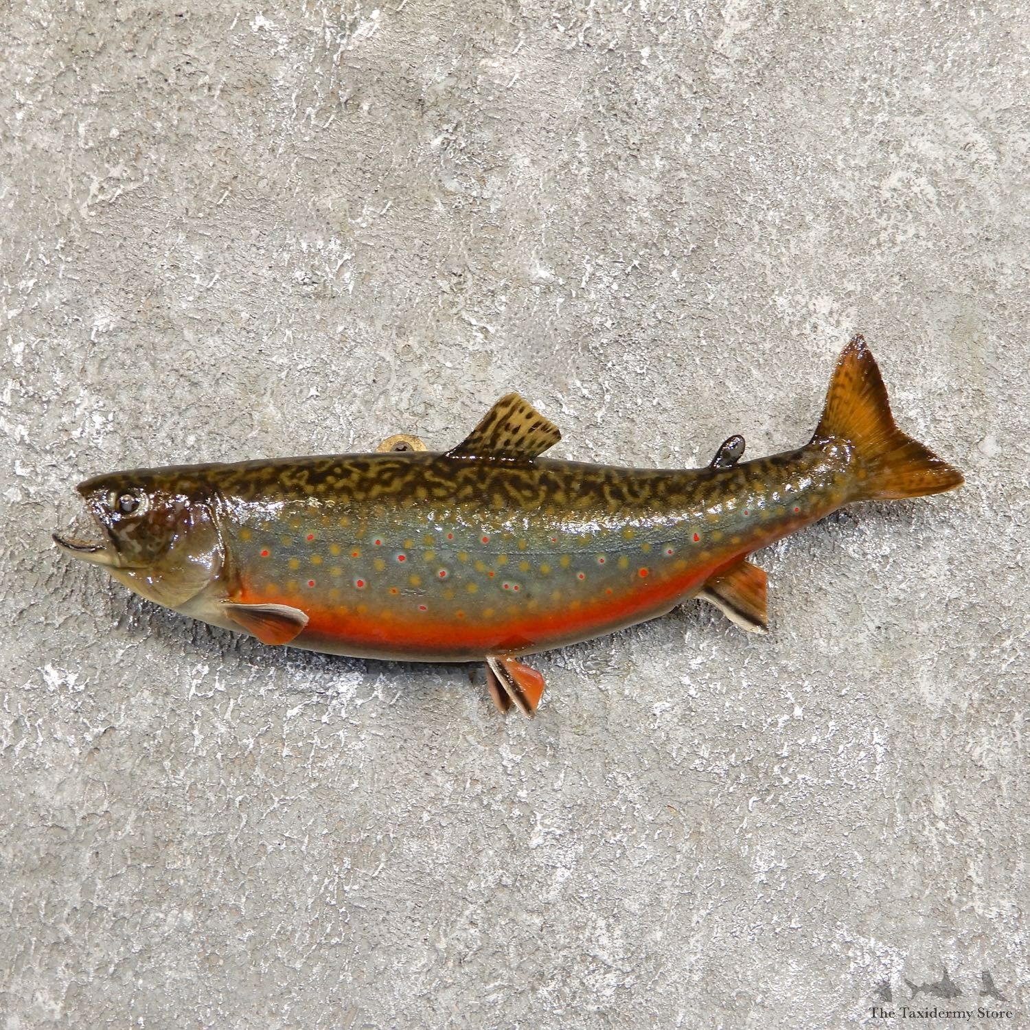 Brook Trout Fish Mount For Sale #19710 @ The Taxidermy Store