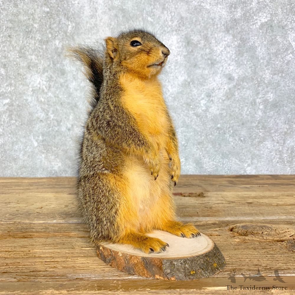 Fox Squirrel Mount For Sale #21682 @ The Taxidermy Store