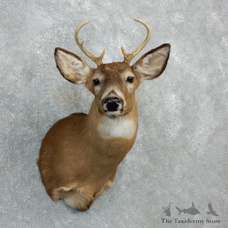 Whitetail Deer Shoulder Mount For Sale #18282 @ The Taxidermy Store