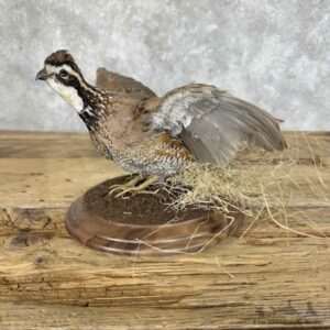 Bobwhite Quail Rooster Bird Mount For Sale #30322 @ The Taxidermy Store
