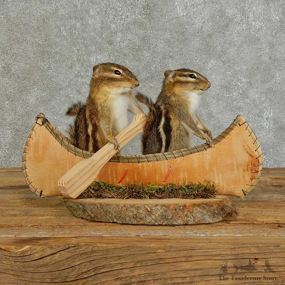 Canoe Chipmunk Pair Novelty Mount For Sale #16107 @ The Taxidermy Store