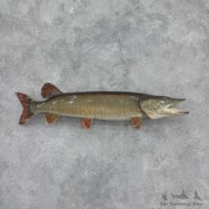 Muskellunge Fish Mount For Sale #32424 @ The Taxidermy Store