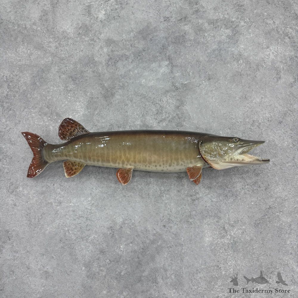 Muskellunge Fish Mount For Sale #32424 @ The Taxidermy Store