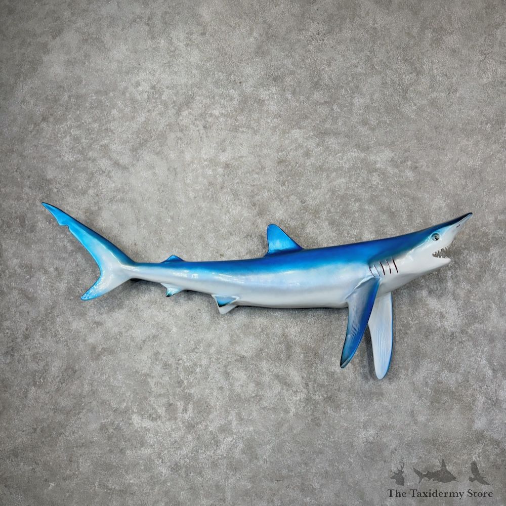 Blue Shark Replica Fish Mount For Sale #29801 @ The Taxidermy Store