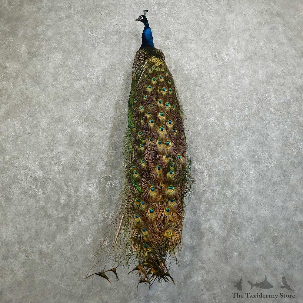 Green Indian Peacock Bird Mount For Sale #16047 @ The Taxidermy Store