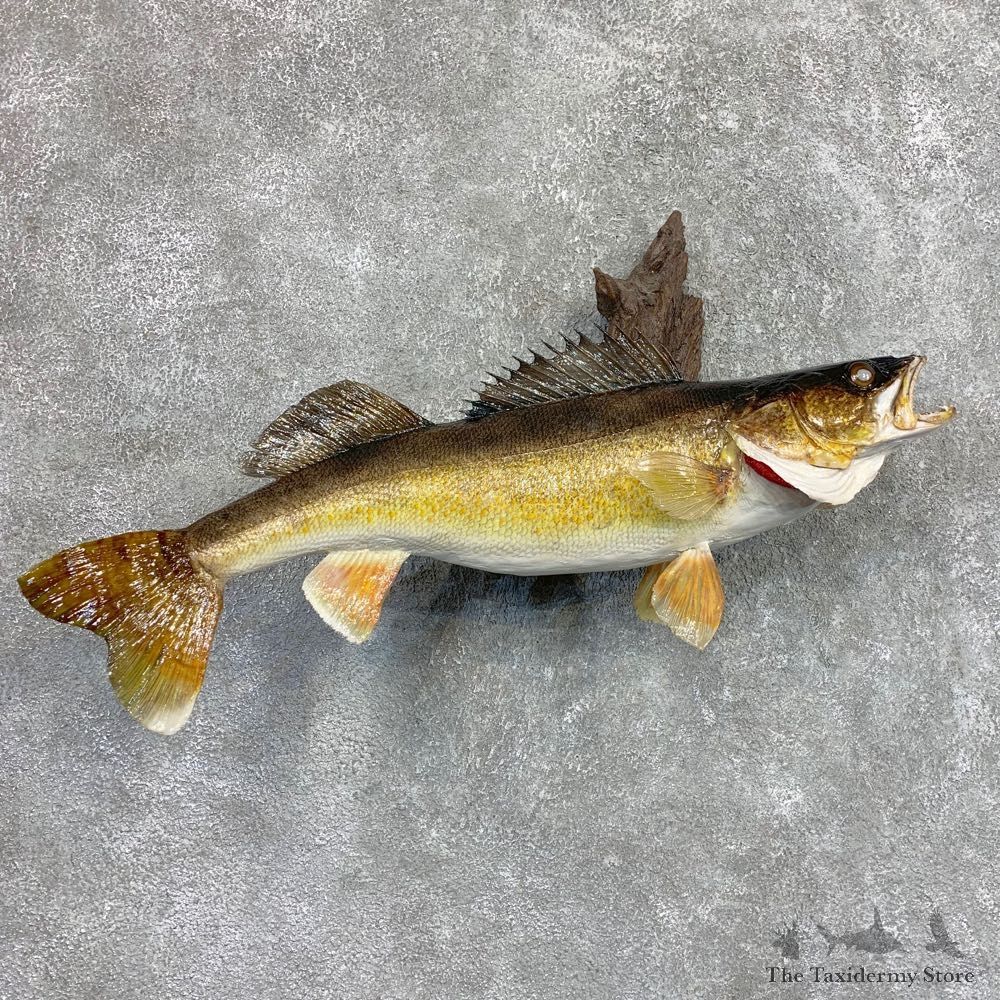 Walleye Taxidermy Fish Mount #22074 For Sale @ The Taxidermy Store