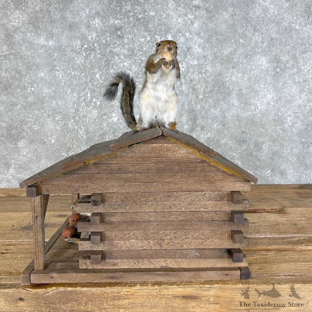 Squirrel Novelty Mount For Sale #25458 @ The Taxidermy Store